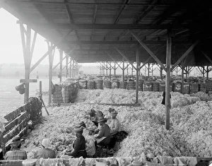 Bale Prints: Sorting cotton, between 1900 and 1910. Creator: Unknown