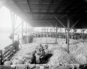 Sorting cotton, between 1900 and 1910. Creator: Unknown