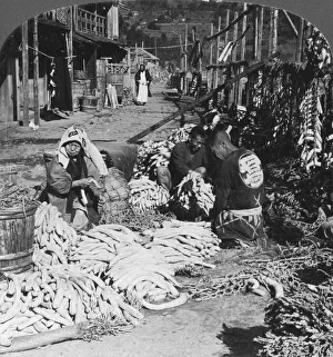 Sorting and packing daikon (Japanese radishes) on the waterfront, Atami, Japan, 1906 Sorting and packing daikon (Japanese radishes) on the waterfront, Atami, Japan, 1906