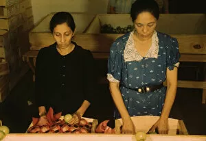 Association Gallery: Sorting and packing tomatoes at the Yauco Cooperative Tomato Growers Association, Puerto Rico, 1942