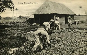 Ananas Sativus Prints: Sorting Pineapples, Cuba, late 19th-early 20th century. Creator: Unknown