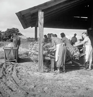 Aprons Prints: Sorting and stringing the golden leaf at the tobacco barn