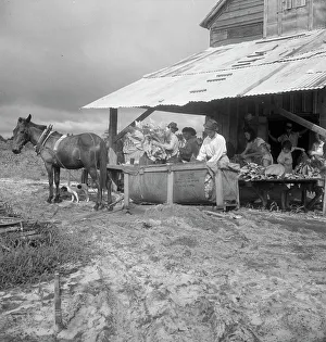 Sharecropper Prints: Sorting and stringing the golden leaf at the tobacco barn