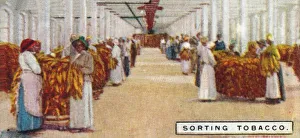 Cash Crop Prints: Sorting Tobacco, 1926