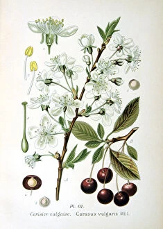 Stamen Gallery: Sour cherry, 1893