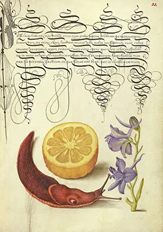 Oranges Prints: Sour Orange, Terrestrial Mollusk