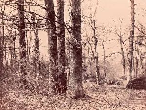 Salted Paper Print Blanquart And Xe9 Prints: Sous-bois en automne, 1850-53. Creator: Unknown