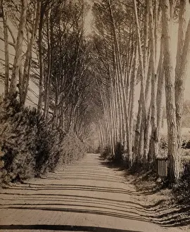 1896 Prints: South Africa: an avenue lined with Fir trees in Rondebosch