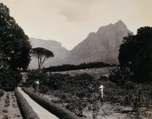 Gauteng Prints: South Africa: Cecil Rhodes's garden near Devil's Peak in Johannesburg, 1896