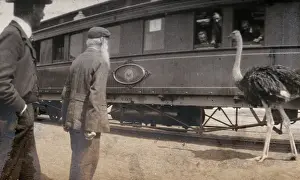 Railway Carriage Prints: South Africa: two men and an ostrich beside a railway carriage, 1905. Creator: Miss Stower