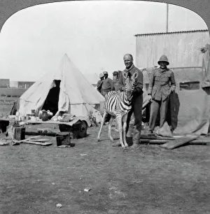 Zebra Prints: South African gunners with their pet zebra