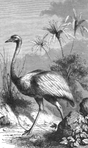 Ostrich Prints: South American Ostrich; Old South American Geographies, 1875. Creator: Unknown