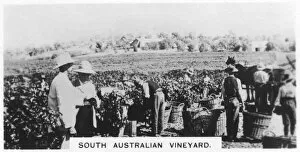 Vine Gallery: South Australian vineyard, 1928