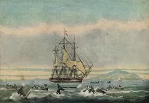 Basil Lubbock Gallery: South Sea Whale Fishery, 1825. Artist: Thomas Sutherland
