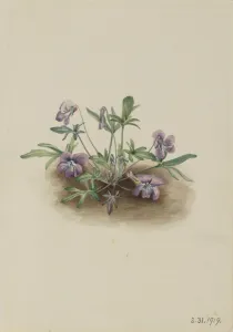 Southern Coast Violet (Viola septemloba), 1919. Creator: Mary Vaux Walcott