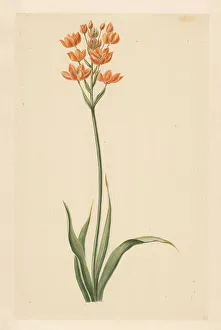 Asparagaceae Prints: Southern wind lily, 1779. Creator: Vincent Jansz. van der Vinne