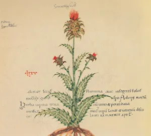 Sow Thistle, 1947