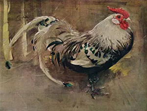 Chicken Prints: The Spangled Cock, 1903 (1935). Artist: Joseph Crawhall