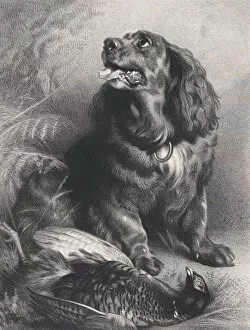 Spaniel and Pheasant, June 15, 1871. Creator: Charles George Lewis