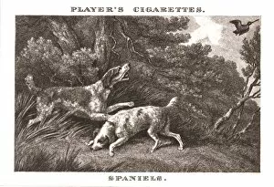 Sniffing Gallery: Spaniels, (1924). Creator: Unknown