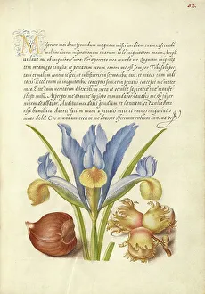 Chestnut Prints: Spanish Chestnut, English Iris