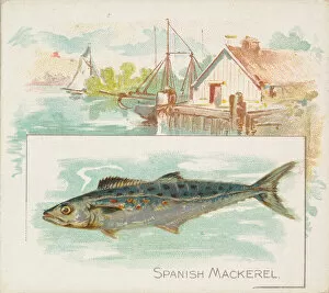 Aquatic Gallery: Spanish Mackerel, from Fish from American Waters series (N39) for Allen &