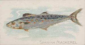 Lindner Eddy Claus Prints: Spanish Mackerel, from the Fish from American Waters series (N8) for Allen &amp