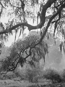 Tillandsia Usneoides Prints: Spanish moss, New Orleans, between 1920 and 1926. Creator: Arnold Genthe