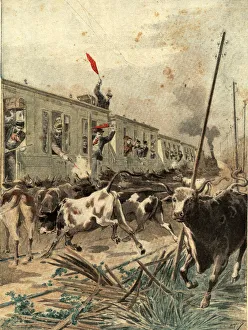Petit Prints: Spanish passenger train was, attacked by a herd of bulls in the province of Salamanca