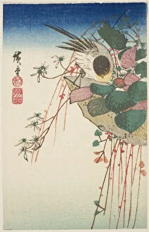 Sparrow on a hanging planter, n.d. Creator: Ando Hiroshige