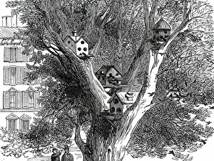 Pest Prints: Sparrow-Nests in Philadelphia, 1876. Creator: Unknown