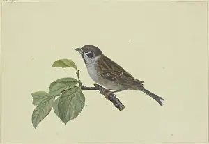 Branch Prints: Sparrow, perched on a plum branch