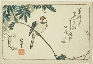 Sparrow and wisteria, n.d. Creator: Ando Hiroshige