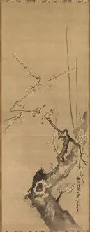 Attributed To Gallery: Sparrows on Blossoming Plum, 17th century. Creator: Kano Tan?y? (Japanese, 1602-1674)