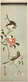 Sparrows Prints: Sparrows and camellia in snow, 1840s. Creator: Ando Hiroshige