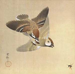 Lively Prints: Sparrows Chasing Flying Insects, about 1925. Creator: Ohara Koson