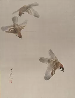 Feather Collection: Sparrows Flying, ca. 1887. Creator: Watanabe Seitei