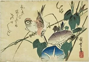 Sparrows and morning glories, 1830s. Creator: Ando Hiroshige