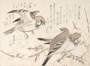 Birdsong Prints: Sparrows and Plum Blossoms, 19th century. Creator: Kubo Shunman