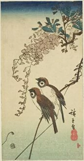 Sound Gallery: Sparrows and wisteria, n.d. Creator: Ando Hiroshige