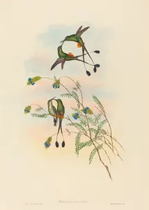 Spathura peruana (Peruvian Racket-Tail). Creators: John Gould, Henry Constantine Richter Spathura peruana (Peruvian Racket-Tail). Creators: John Gould, Henry Constantine Richter