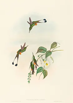 Spathura rufocaligata (Red-booted Racket-Tail). Creators: John Gould Spathura rufocaligata (Red-booted Racket-Tail). Creators: John Gould