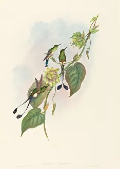 Spathura underwoodi (White-footed Racket-Tail). Creators: John Gould Spathura underwoodi (White-footed Racket-Tail). Creators: John Gould