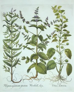 Rhizome Gallery: Spearmint, Roman Nettle and Long-Leaved Horsemint, from Hortus Eystettensis, by Basil Besler