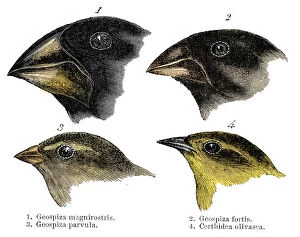 Charles Robert Gallery: Four or the species of finch observed by Darwin on the Galapagos Islands