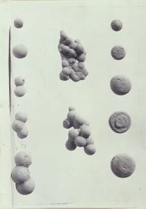 Platinum Prints 1900 Gmgpc Prints: Specimen illustrations for a monograph on clay stones by J