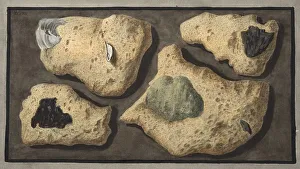 Fabris Prints: Specimens of Tufas from the quarrys near the Grotta of Pausilipo, 1776