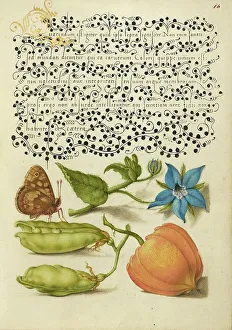 Chinese Lantern Prints: Speckled Wood, Talewort, Garden Pea