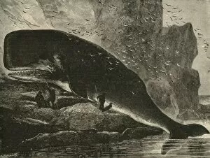 Whale Collection: The Sperm-Whale, 1882. Creator: Unknown