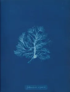 Earliest Prints: Sphacelaria scoparia, ca. 1853. Creator: Anna Atkins